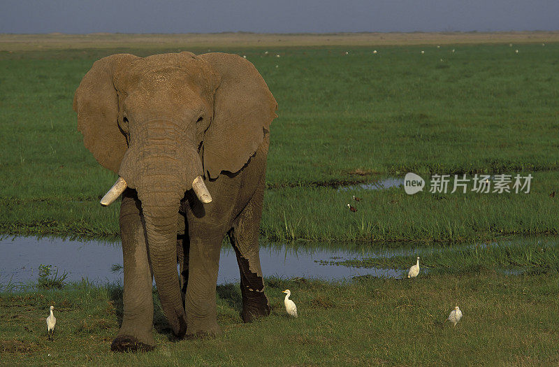 非洲丛林象或非洲草原象(Loxodonta africana)是两种非洲象中较大的一种。肯尼亚安博塞利国家公园。安博塞利沼泽旁。